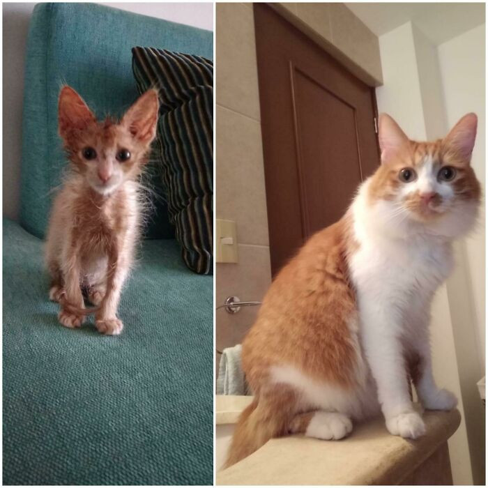 2. I Found Him Skinny And Sick... Now 2 Years Later, Look At This Gorgeous MF!