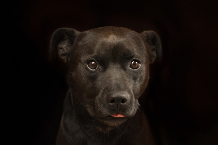 And She Also Wants to Help Animals