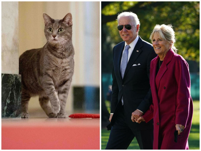 The sweet tabby was named after Dr. Jill Biden's hometown, Willow Grove.