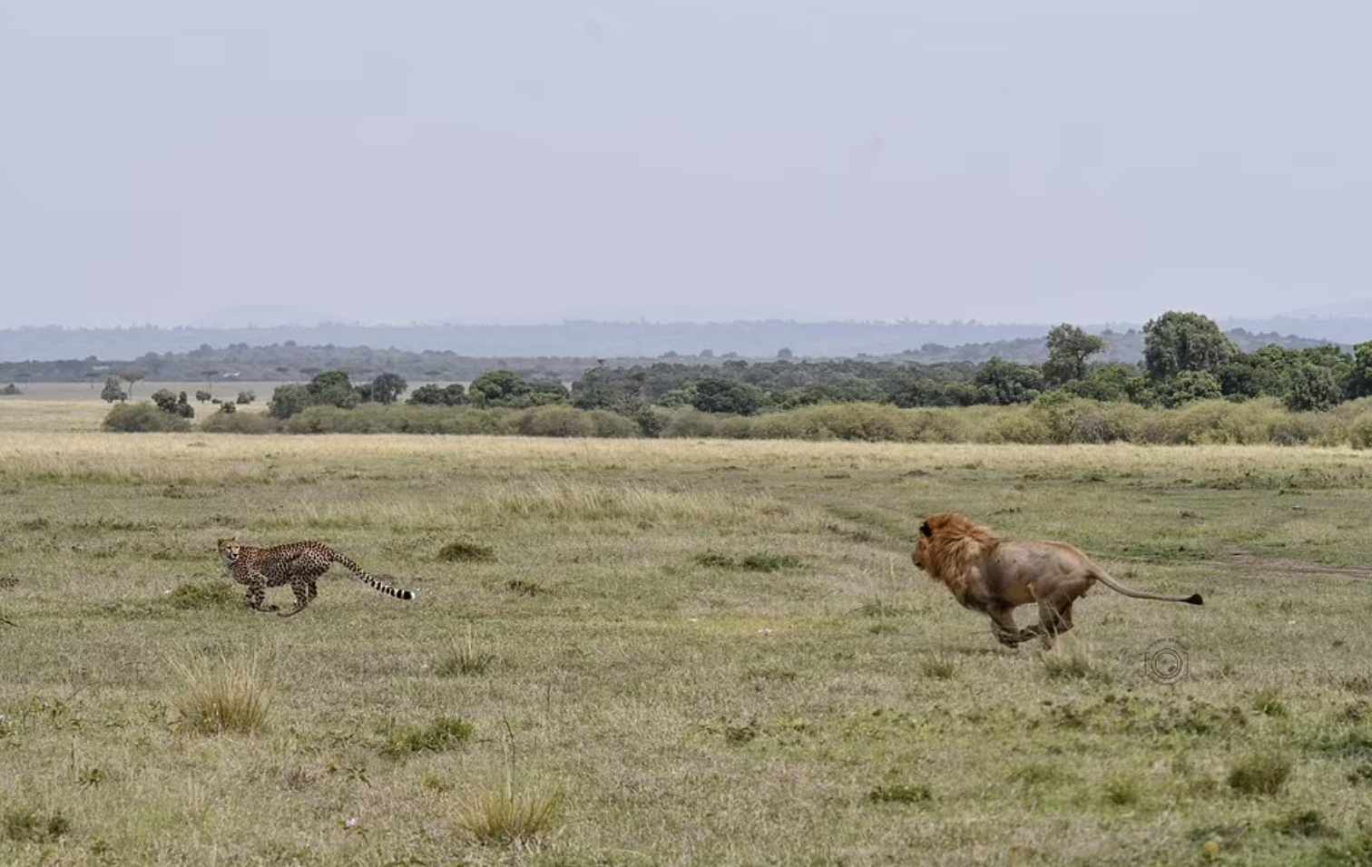 The brave mother cheetah quickly went from being the prey to the predator, making the larger lion run away.