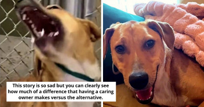 Watch This Dog Go From Being Scared Of Human's Touch To Being Loved By Her New Owner