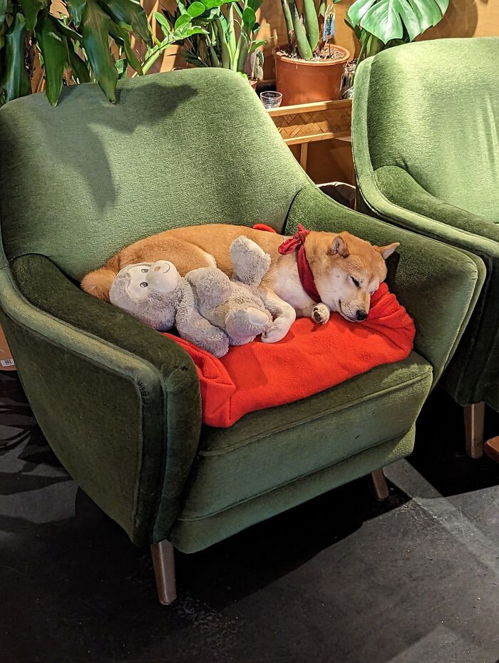 15. Cutest Cafe Doggo In Berlin