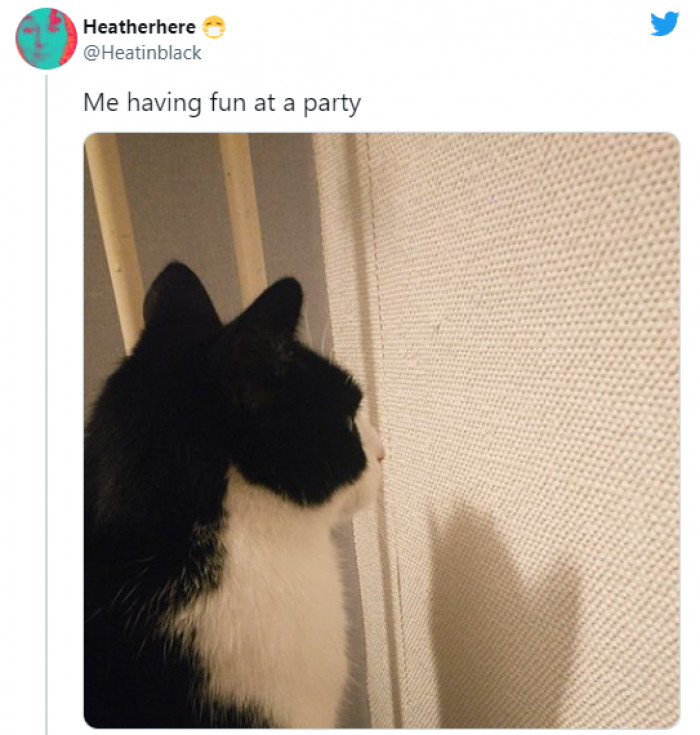 7. Cat knows what introverts do at a party