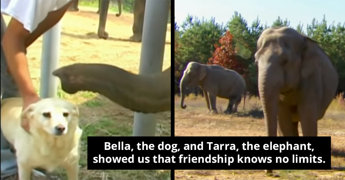 Dog And Elephant Show Everyone What True Friendship Looks Like