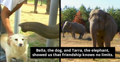 Dog And Elephant Show Everyone What True Friendship Looks Like