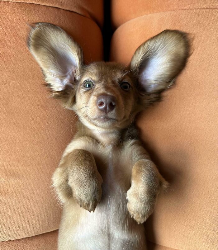 "Puppy Baby Vienna"