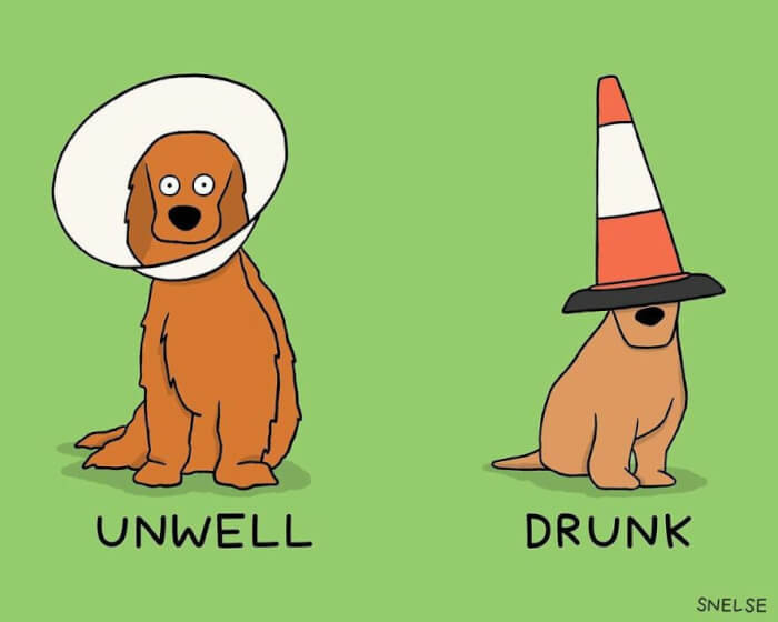 27. Dog cones