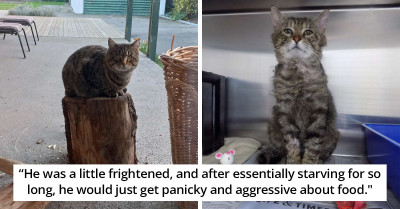 Sad and Scruffy-Looking Stray Cat Transforms into a Fluffy Beauty After Finding His Own Home