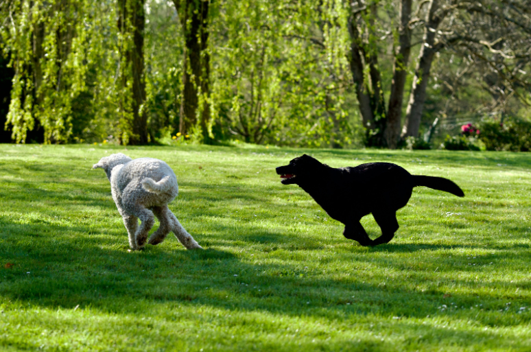 One user shares that albino dogs can be more nervous than regular ones.