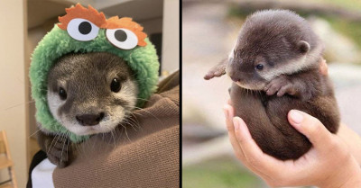 Here Are 7 Of The Cutest Baby Otters You'll Ever See, And Their Sweetness Will Leave You In Awe