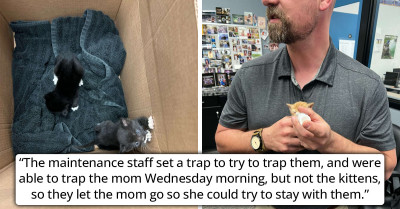 Teachers Hear Meowing Coming From The Ceiling And Staff Has To Pull Apart Everything To Rescue Trapped Kittens
