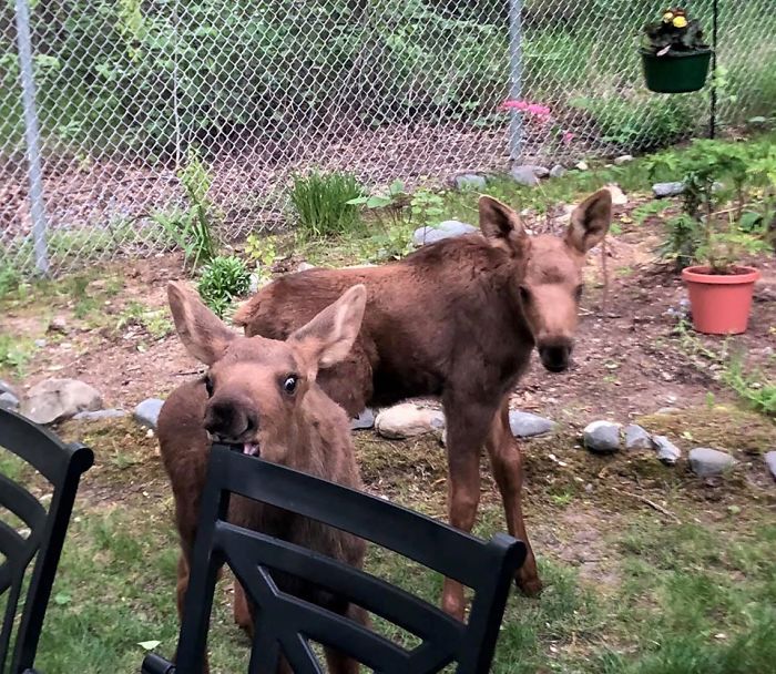 Residents and visitors in Anchorage enjoy watching these magnificent creatures, but it is essential to remember that moose can be dangerous, especially mother moose with her calves.