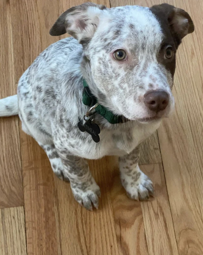 10. "Oatmeal. He was very unsure when we first brought him home, but he’s since learned to make himself comfortable."