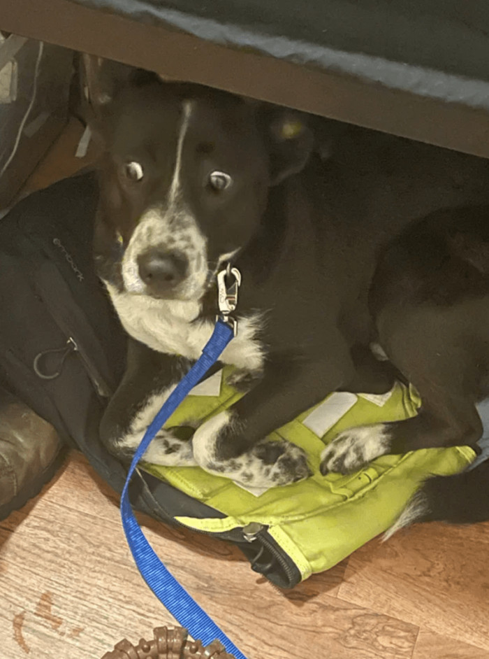 18. "This is Ozzy, been a little over 2 weeks now"