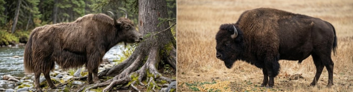 Seven ways to tell yaks and bison apart