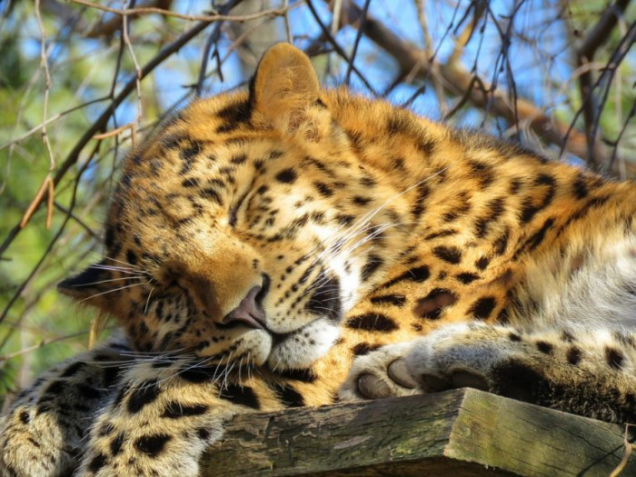 17) Amur Leopard