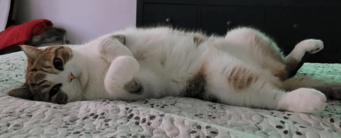 12. When my cat is showing me love