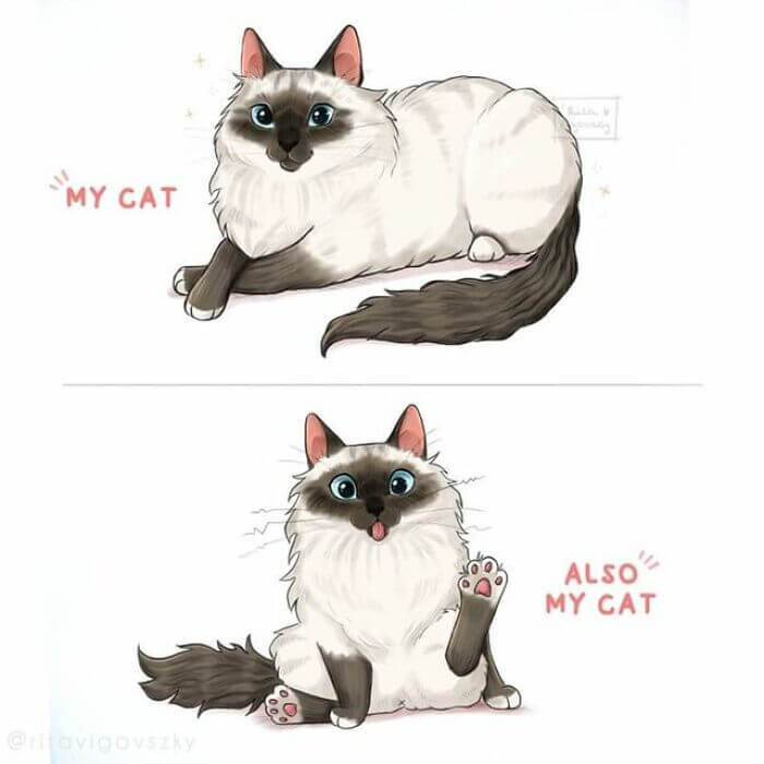 15. My cat normally vs. when I want a photo