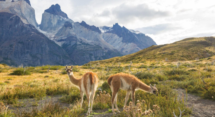 Llama and alpaca standing close together, showing social behavior and teeth.