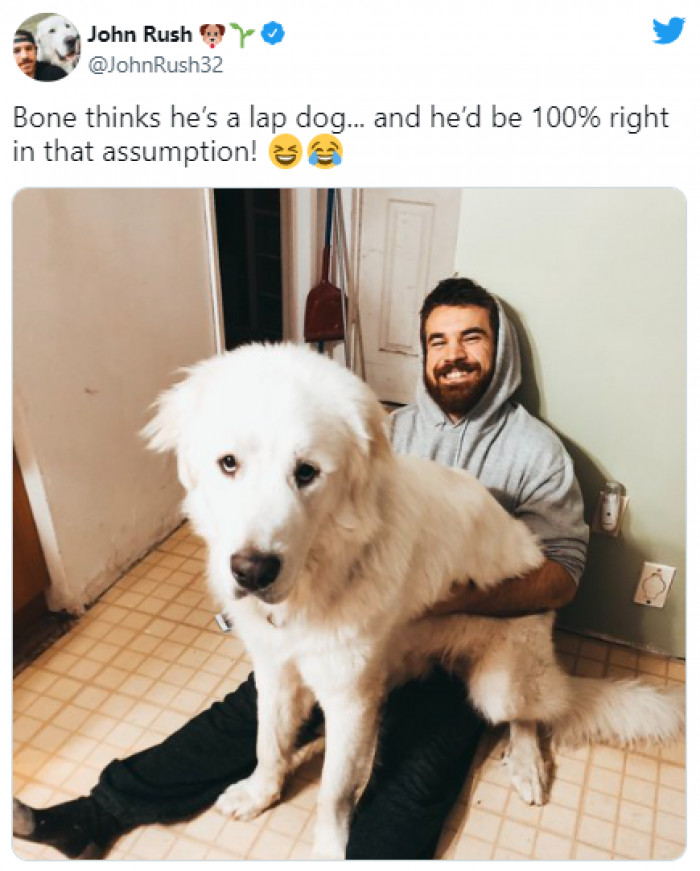 13. This dog, who is no longer a puppy but still has puppy-dog eyes: