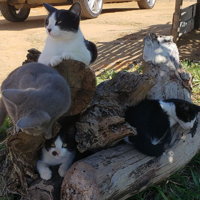 8. Cat friends just chillin'