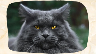 Gray Maine Coon: Why “Gray” Can Mean Several Different Coat Colors