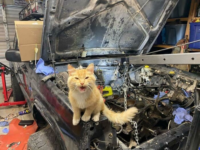 “You Did What With The Alternator?!”
