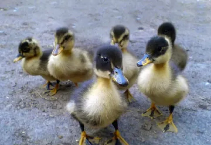 Officer Diane Desrosiers rescued these tiny ducks, but unfortunately their mother was nowhere to be found