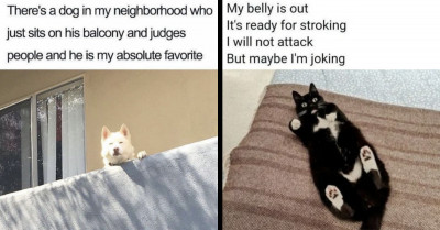21 Times Cats And Dogs Were Shared Online For Being Seriously Sweet