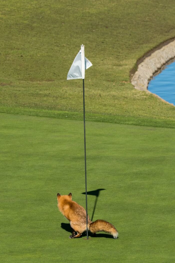 Must Have Three-Putted By Douglas Croft
