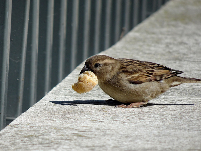 What About “Tooth-Billed” Birds?