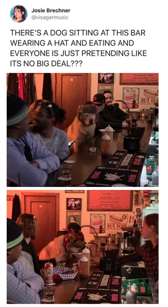 3. It sounds like the beginning of a joke. A dog walks into a bar...