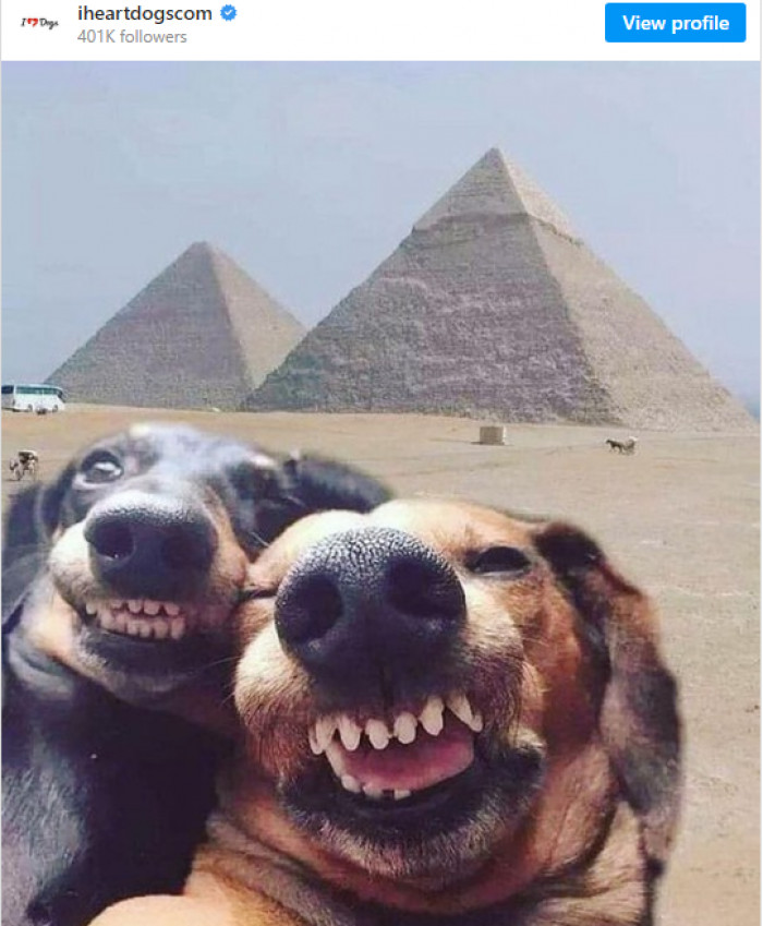 20. When your dogs are sending you a selfie while on vacation.