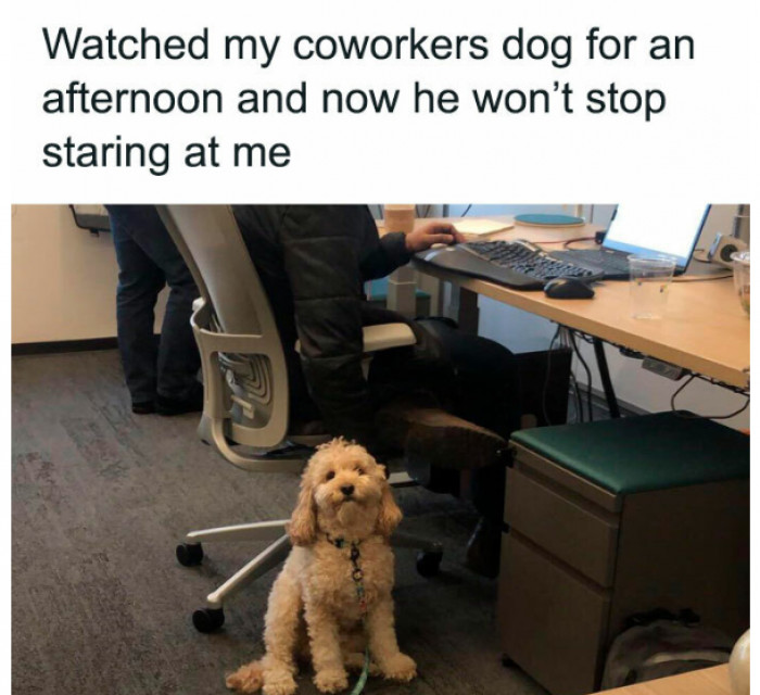 39. Stares at the dog. Dog stares back for a long time.