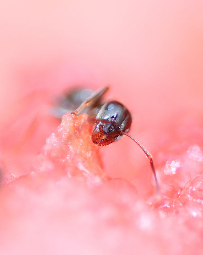 9. An ant that is basking in pink