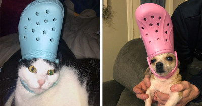 24 Adorable Pictures of Pets With Slippers on Their Heads, Making Them Look Like The Pope