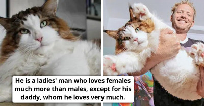 Meet 4-Year-Old Maine Coon That Weighs 28 Pounds And Is The Biggest Cat In New York City