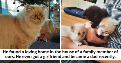 This Wholesome Story Of How A Rescue Cat Became A Cat Dad Of Three Will Melt Your Heart