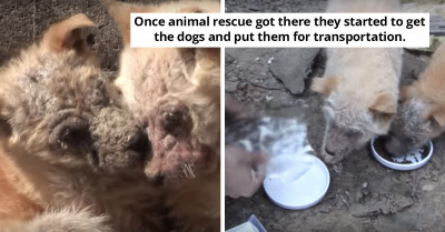Two Abandoned Dogs Received Much-Needed Help Just In Time After Losing Their Sibling