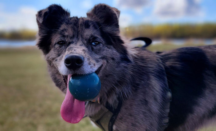 Jade enjoys running, balls, beef liver treats, and, of course, spending time with Mrs. Riddle