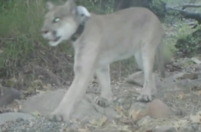 His solitary habitat means P-22 has free reign with the other wildlife, but this also means he is unlikely to find a mate