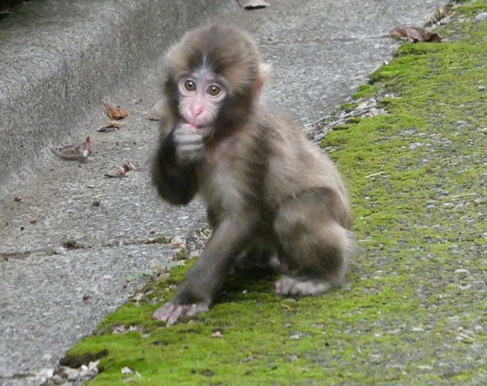 Punch was abandoned by his mother at birth. But it didn't take long for him to find succor in the arms of something unexpected