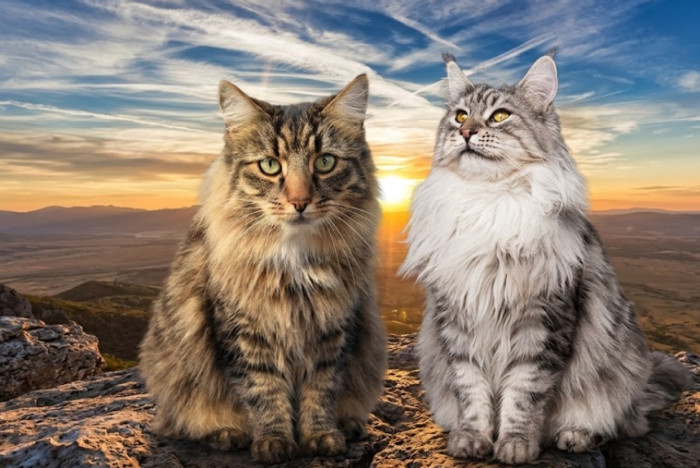 Can DNA testing identify a Maine Coon mix?