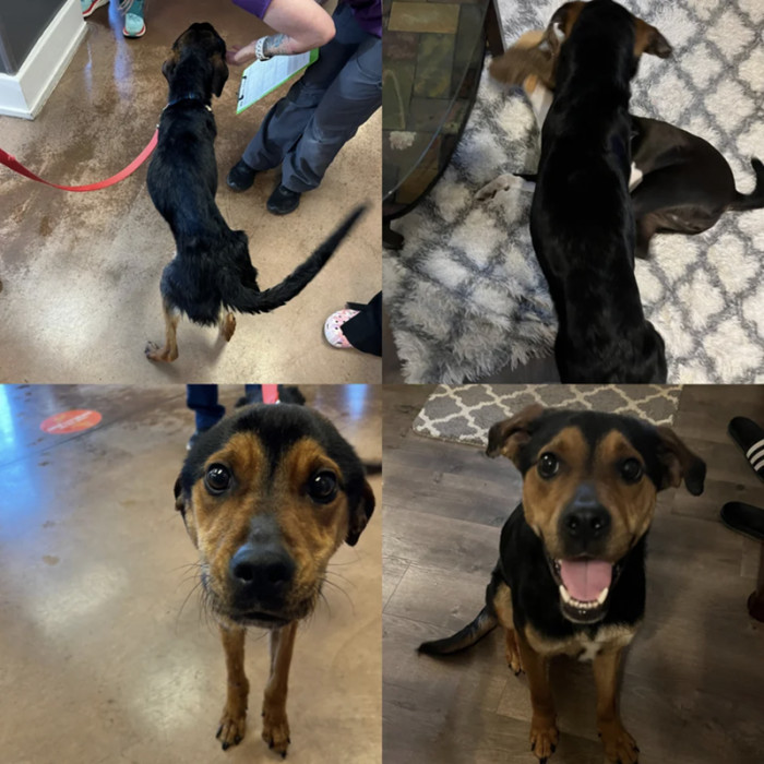 1. "Our foster dog, a neglect case, has been with us almost two weeks and has put on 20 pounds. He is the most incredible dog."