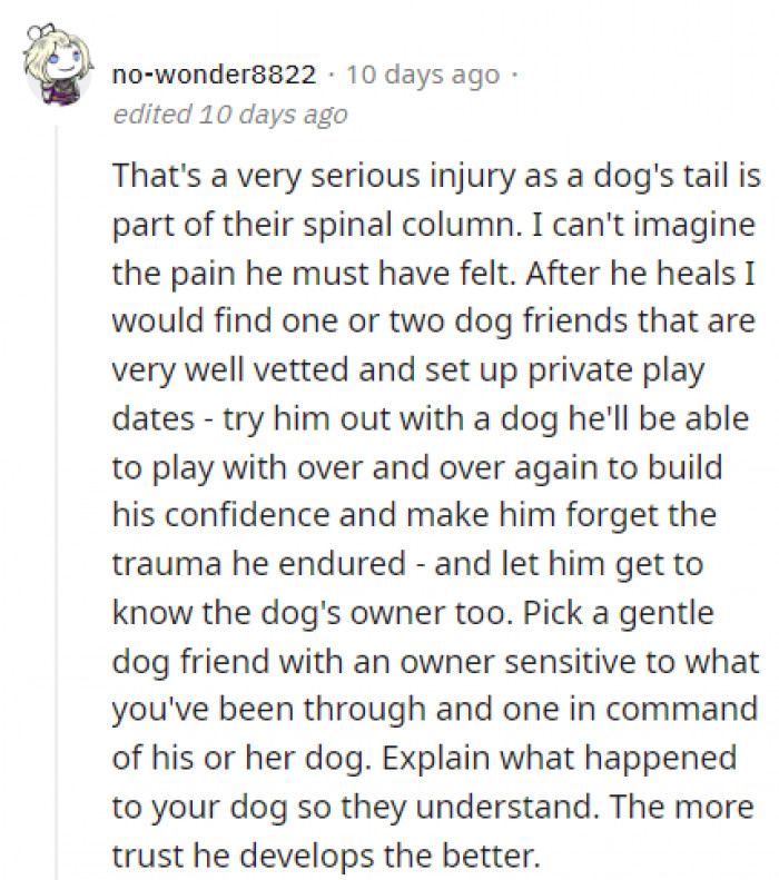 Private playdates are safe and fun for your dog.