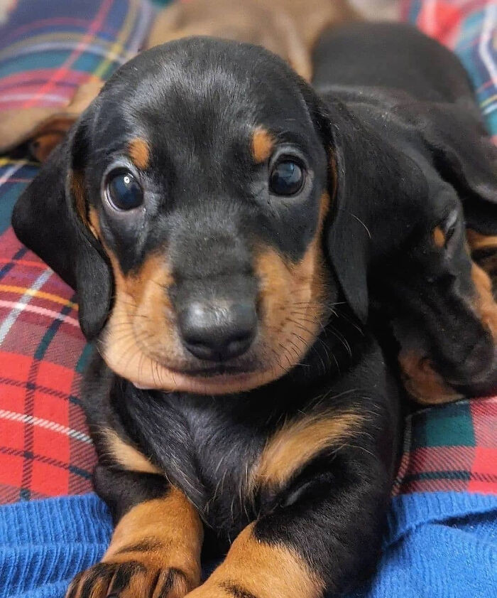 "Cute Little Dachshund"