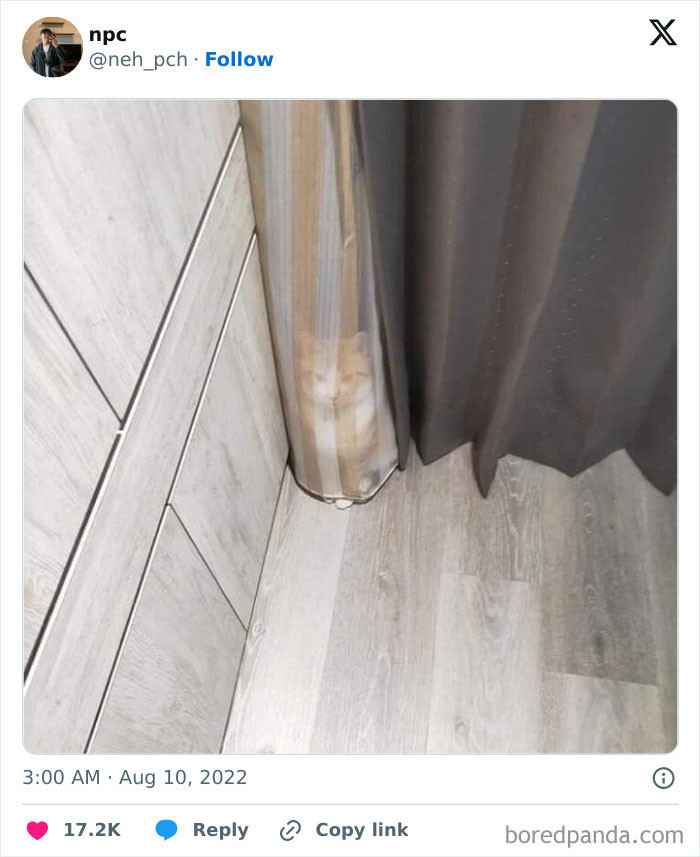 5. I Don't Get It, Where's The Cat