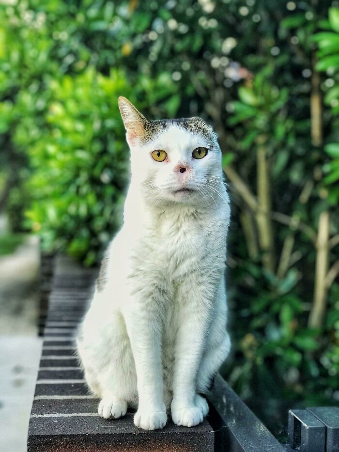 "This Little Guy Has No Nose And Is Missing An Ear, But Is A Very Friendly Neighborhood Cat. He Goes By Voldemort"