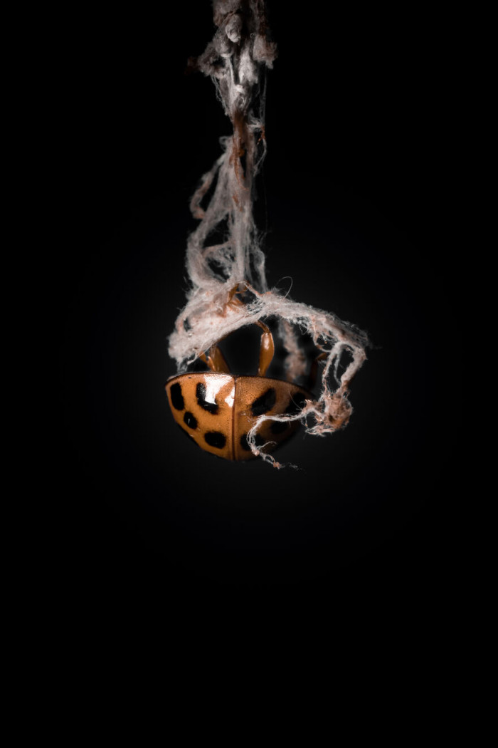 14. Ladybug