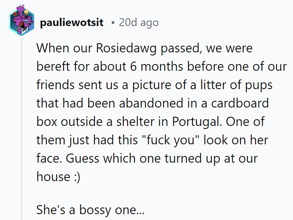 Seems like fate decided to deliver them a furry little CEO with attitude!